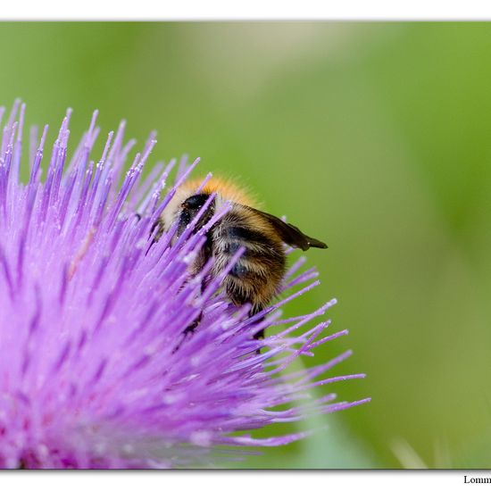 Ackerhummel: Tier im Habitat Andere Habitate in der NatureSpots App