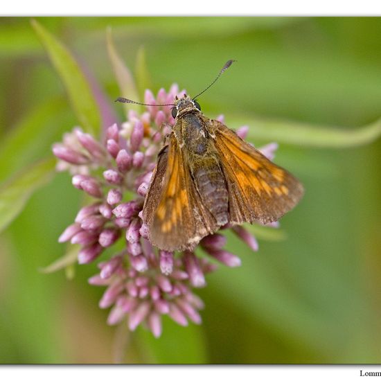 Large Skipper: Animal in habitat Natural in the NatureSpots App