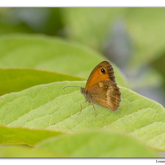 Rotbraunes Ochsenauge: Tier im Habitat Andere Habitate in der NatureSpots App