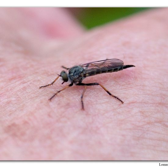 Neomochtherus geniculatus: Tier im Habitat Habitat manuell eingeben in der NatureSpots App