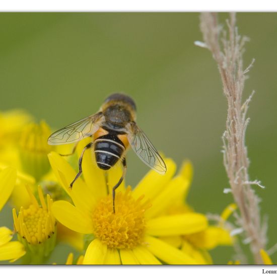 Eristalis nemorum: Tier im Habitat Habitat manuell eingeben in der NatureSpots App