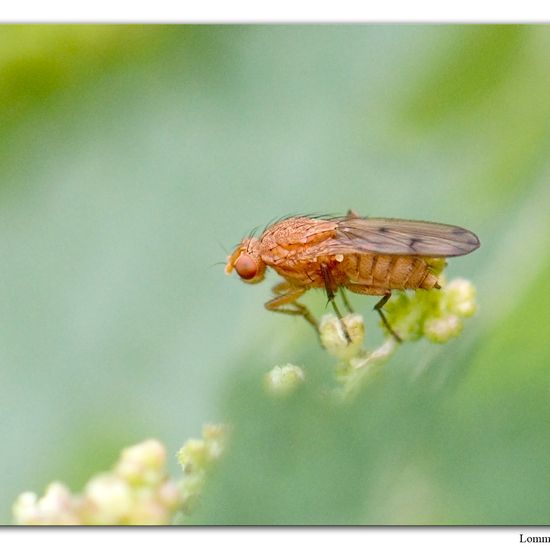 Eine unbekannte Art: Tier im Habitat Habitat manuell eingeben in der NatureSpots App