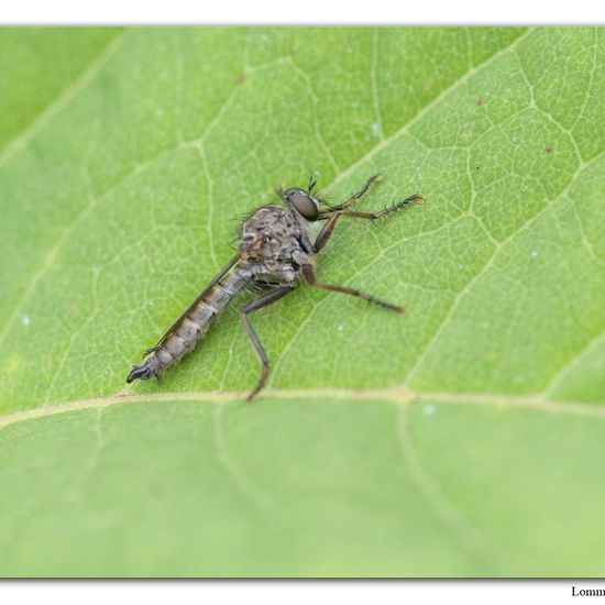 Gemeine Raubfliege: Tier im Habitat Habitat manuell eingeben in der NatureSpots App