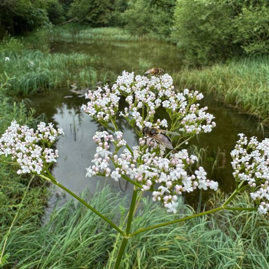 Eristalis pertinax: Animal in habitat Pond in the NatureSpots App