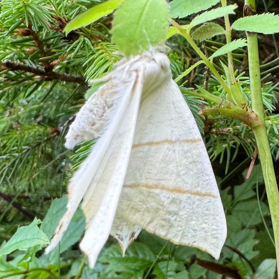 Holunderspanner: Tier im Habitat Wald der gemäßigten Breiten in der NatureSpots App