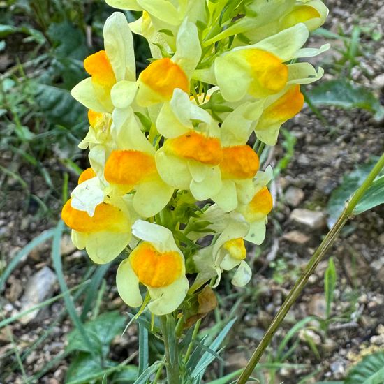 Linaria vulgaris: Plant in habitat Temperate forest in the NatureSpots App