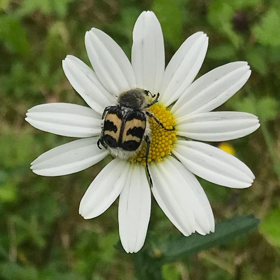 Gebänderter Pinselkäfer: Tier im Habitat Garten in der NatureSpots App