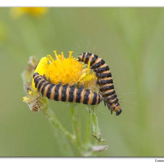 Cinnabar moth: Animal in nature in the NatureSpots App