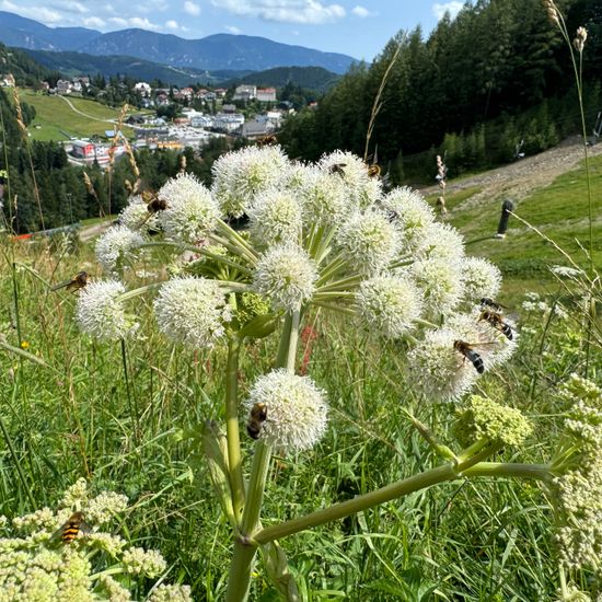 Wald-Engelwurz: Pflanze im Habitat Habitat manuell eingeben in der NatureSpots App