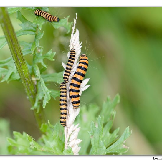 Cinnabar moth: Animal in nature in the NatureSpots App