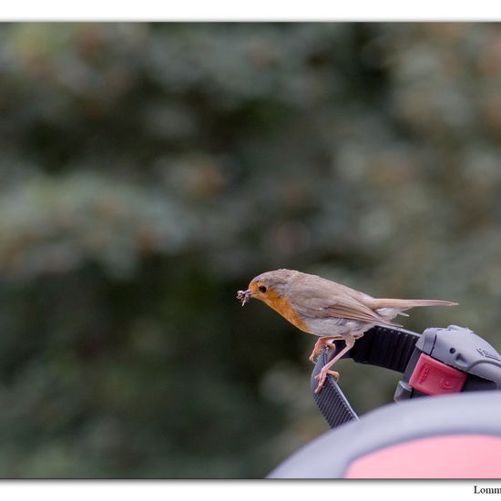 Rotkehlchen: Tier im Habitat Habitat manuell eingeben in der NatureSpots App