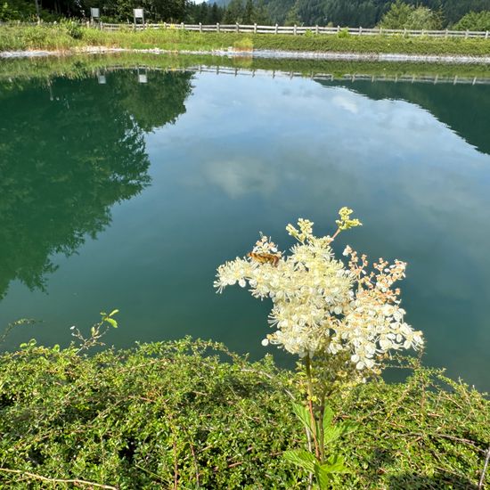 Landschaft: Süßwasser im Habitat Teich in der NatureSpots App