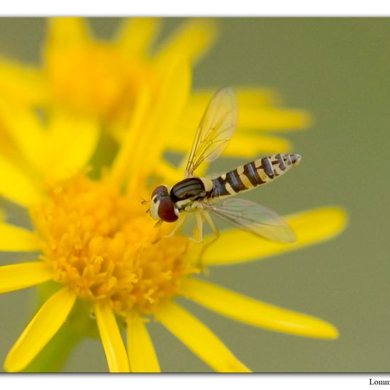 Sphaerophoria batava: Tier im Habitat Habitat manuell eingeben in der NatureSpots App