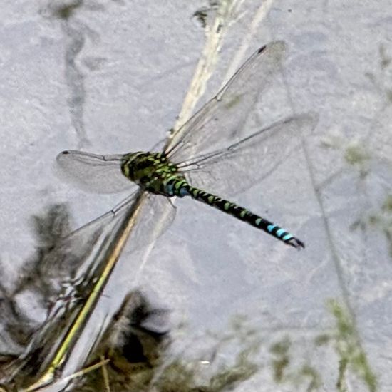 Southern Hawker: Animal in habitat Pond in the NatureSpots App