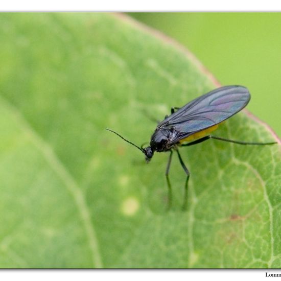 Sciara analis: Tier im Habitat Habitat manuell eingeben in der NatureSpots App