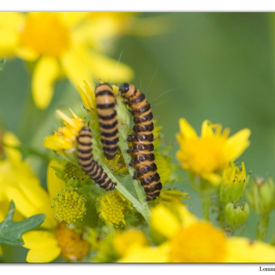 Cinnabar moth: Animal in nature in the NatureSpots App