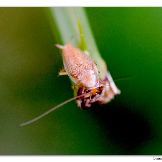 Ectobius pallidus: Tier im Habitat Habitat manuell eingeben in der NatureSpots App