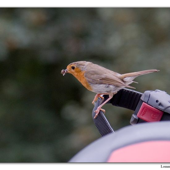 European robin: Animal in nature in the NatureSpots App