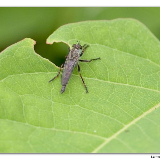 Gemeine Raubfliege: Tier im Habitat Habitat manuell eingeben in der NatureSpots App