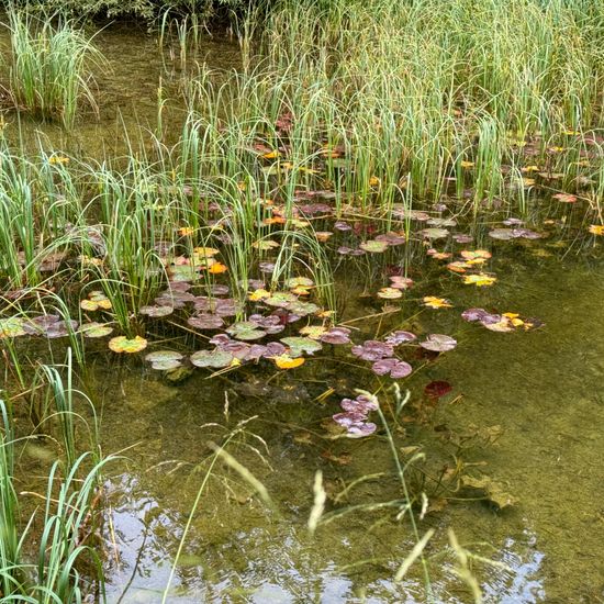 Nymphaea: Plant in nature in the NatureSpots App