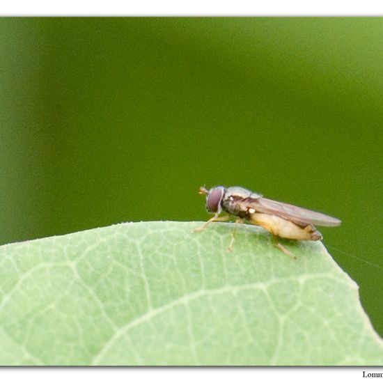 Melanostoma scalare: Tier im Habitat Habitat manuell eingeben in der NatureSpots App