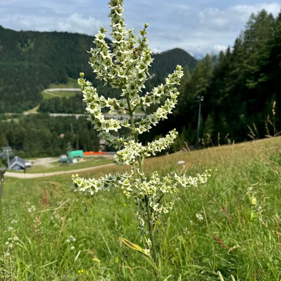 Weißer Germer: Pflanze im Habitat Habitat manuell eingeben in der NatureSpots App