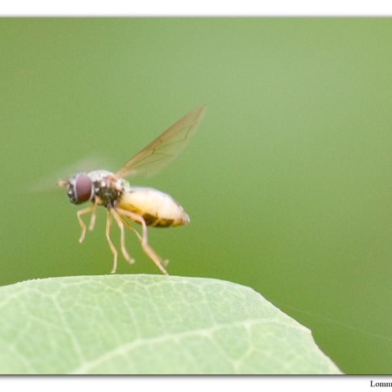 Melanostoma scalare: Tier im Habitat Habitat manuell eingeben in der NatureSpots App