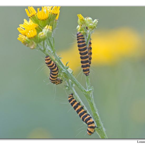 Cinnabar moth: Animal in nature in the NatureSpots App