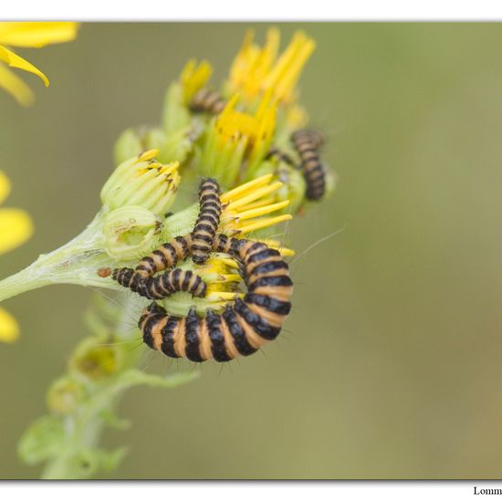 Cinnabar moth: Animal in nature in the NatureSpots App