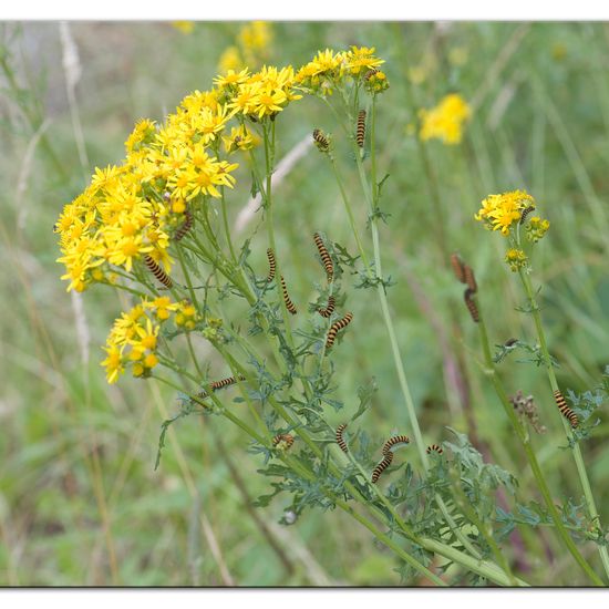 Cinnabar moth: Animal in nature in the NatureSpots App