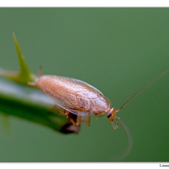 Ectobius pallidus: Tier im Habitat Habitat manuell eingeben in der NatureSpots App