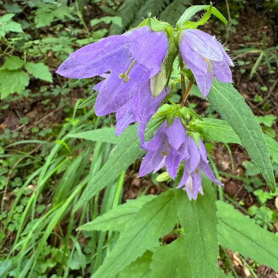 Campanula trachelium trachelium: Plant in habitat Temperate forest in the NatureSpots App