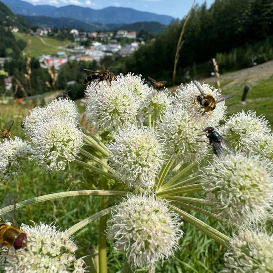 Blaue Breitbandschwebfliege: Tier in der Natur in der NatureSpots App