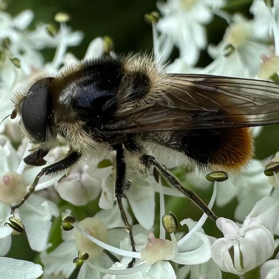 Bunte Erzschwebfliege: Tier im Habitat Garten in der NatureSpots App