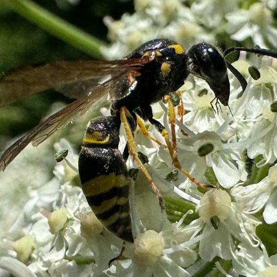 Symmorphus crassicornis: Tier im Habitat Garten in der NatureSpots App