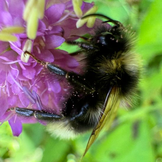 Bombus vestalis: Animal in habitat Garden in the NatureSpots App