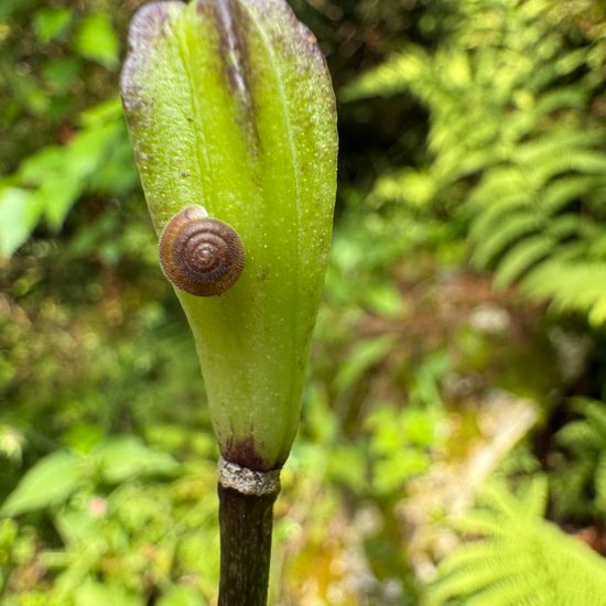 Gemeine Haarschnecke: Tier im Habitat Garten in der NatureSpots App