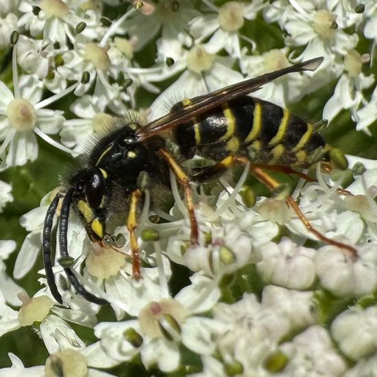 Falsche Kuckuckswespe: Tier im Habitat Garten in der NatureSpots App