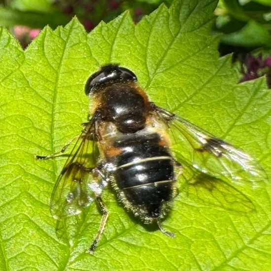 Eristalis rupium: Animal in habitat Garden in the NatureSpots App