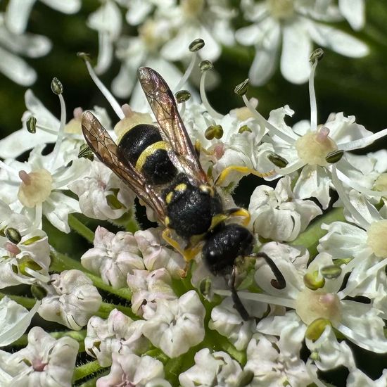 Faltenwespen: Tier im Habitat Hinterhof in der NatureSpots App