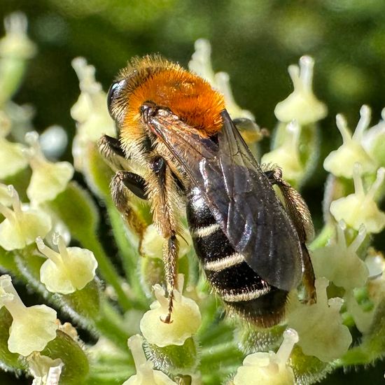 Rotschopfige Sandbiene: Tier im Habitat Garten in der NatureSpots App