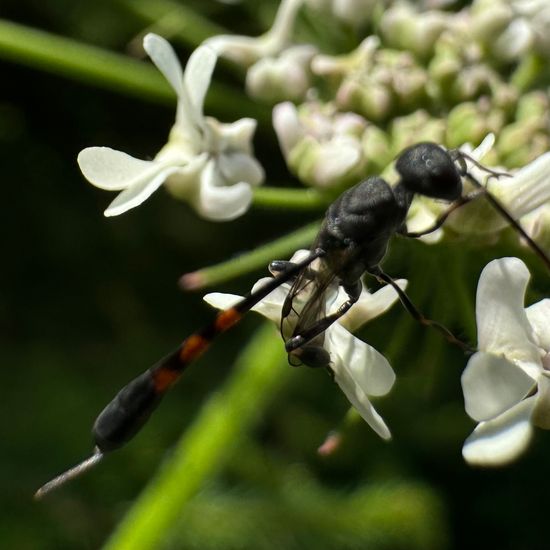 Gasteruption assectator: Tier im Habitat Garten in der NatureSpots App