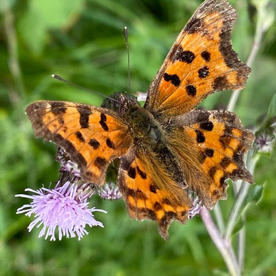 Acker-Kratzdistel: Pflanze im Habitat Naturnahe Wiese in der NatureSpots App