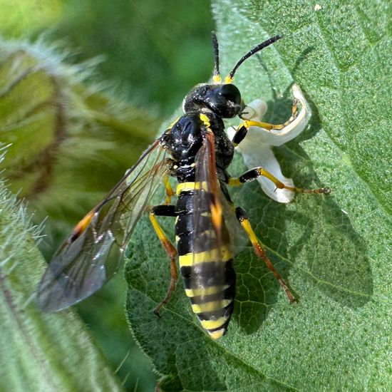 Echte Blattwespen: Tier im Habitat Garten in der NatureSpots App