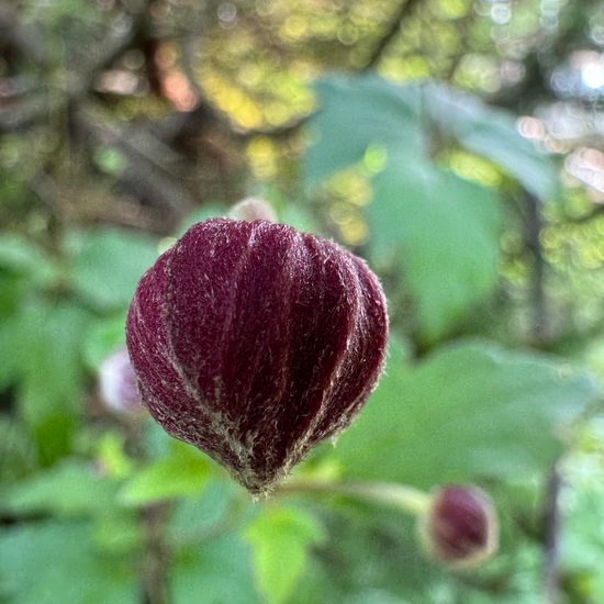 Eriocapitella hupehensis: Pflanze im Habitat Garten in der NatureSpots App