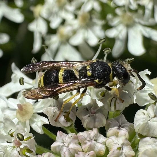 Faltenwespen: Tier im Habitat Garten in der NatureSpots App