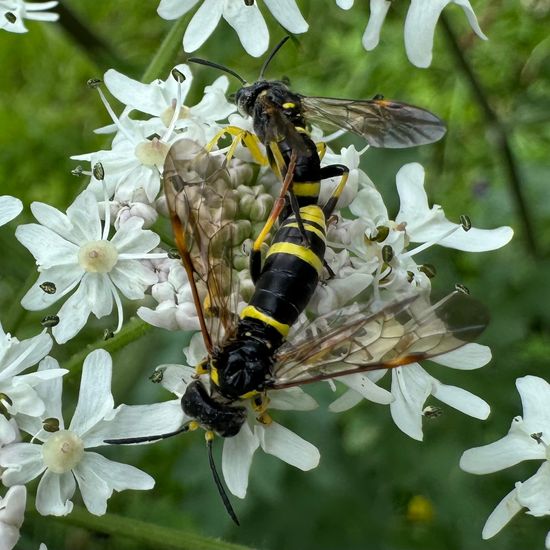 Echte Blattwespen: Tier im Habitat Garten in der NatureSpots App