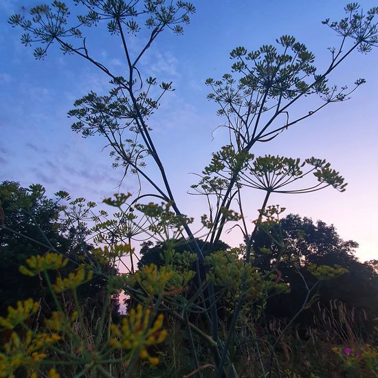 Foeniculum: Plant in habitat Agricultural meadow in the NatureSpots App