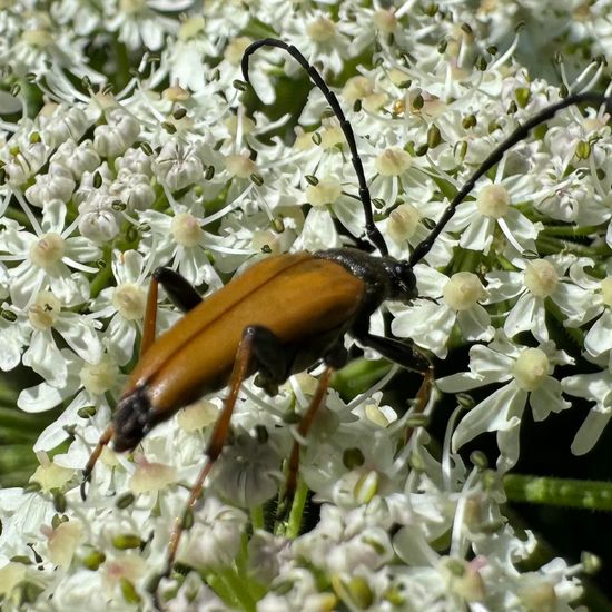 Stictoleptura rubra: Animal in habitat Garden in the NatureSpots App