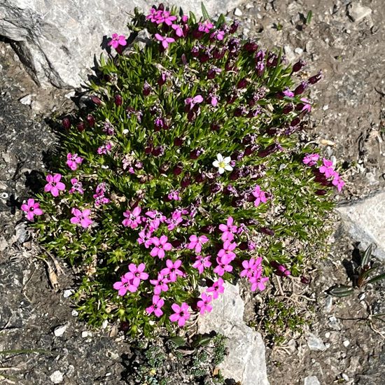 Stängelloses Leimkraut: Pflanze im Habitat Bergwiese in der NatureSpots App